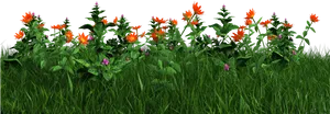 Vibrant Orange Flowersin Grass PNG Image