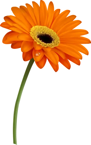 Vibrant_ Orange_ Gerbera_with_ Water_ Drop PNG Image