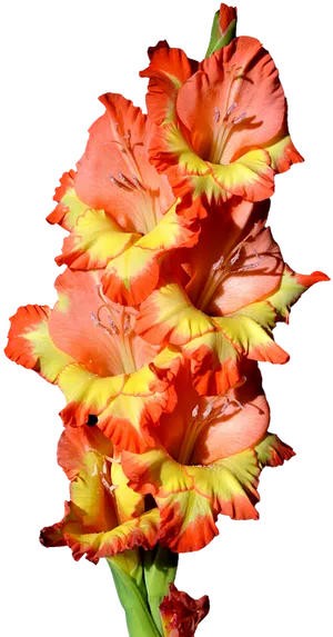 Vibrant Orange Gladiolus Flower PNG Image