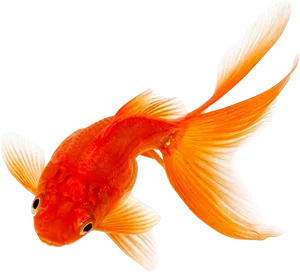 Vibrant Orange Goldfish.png PNG Image