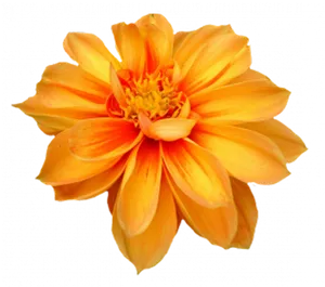 Vibrant Orange Marigold Flower PNG Image