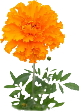 Vibrant Orange Marigold Flower PNG Image