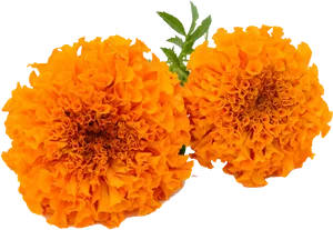 Vibrant Orange Marigolds.png PNG Image