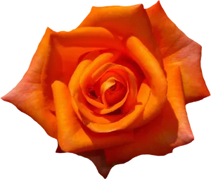 Vibrant Orange Rose Black Background PNG Image