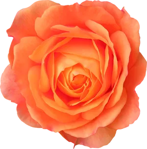 Vibrant Orange Rose Flower PNG Image