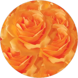 Vibrant_ Orange_ Roses_ Closeup PNG Image