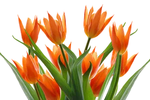 Vibrant_ Orange_ Tulips_ Black_ Background.jpg PNG Image