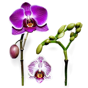 Vibrant Orchid Png Aei69 PNG Image