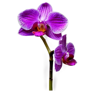 Vibrant Orchid Png Jpv66 PNG Image