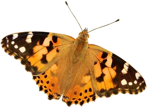 Vibrant_ Painted_ Lady_ Butterfly_ Transparent_ Background.png PNG Image