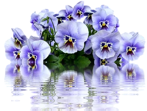 Vibrant Pansies Reflection PNG Image