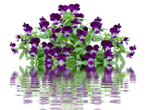 Vibrant Pansies Reflection PNG Image