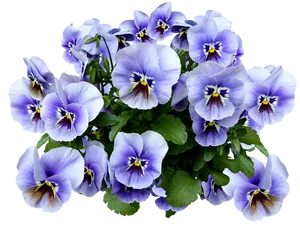 Vibrant Pansy Bouquet.png PNG Image