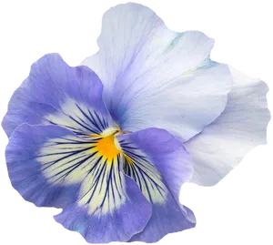 Vibrant Pansy Flower Isolated.png PNG Image