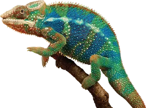 Vibrant Panther Chameleonon Branch PNG Image