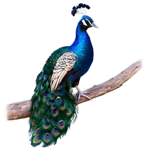 Vibrant Peacock Colors Png Uln54 PNG Image