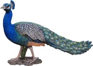 Vibrant Peacock Displaying Plumage PNG Image