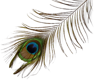 Vibrant_ Peacock_ Feather_ Closeup.png PNG Image