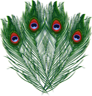 Vibrant_ Peacock_ Feathers_ Display PNG Image