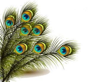 Vibrant Peacock Feathers PNG Image