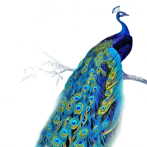 Vibrant Peacockon Branch PNG Image