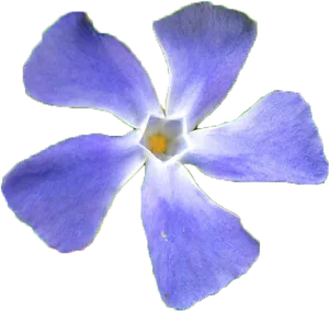 Vibrant Periwinkle Flower.png PNG Image