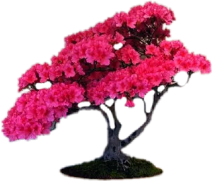 Vibrant Pink Bonsai Tree PNG Image