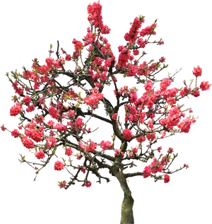 Vibrant Pink Cherry Blossom Tree PNG Image