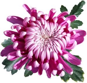 Vibrant Pink Chrysanthemum Flower.png PNG Image