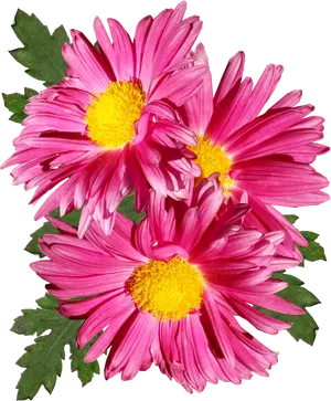 Vibrant Pink Chrysanthemums PNG Image