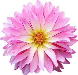 Vibrant Pink Dahlia Flower PNG Image