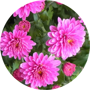 Vibrant Pink Dahlia Flowers PNG Image