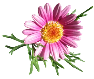 Vibrant Pink Daisy Flower PNG Image