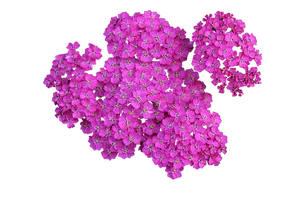 Vibrant Pink Flowers Black Background PNG Image