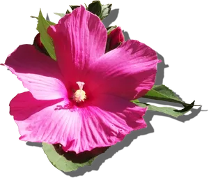 Vibrant Pink Hibiscus Flower PNG Image