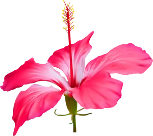 Vibrant_ Pink_ Hibiscus_ Flower PNG Image