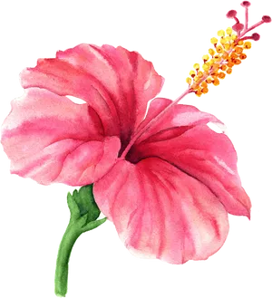 Vibrant Pink Hibiscus Watercolor PNG Image