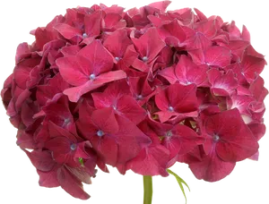 Vibrant Pink Hydrangea Bloom PNG Image