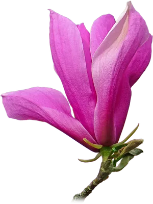 Vibrant Pink Magnolia Bloom PNG Image