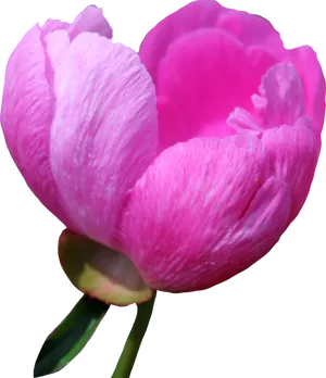 Vibrant Pink Peony Bloom PNG Image