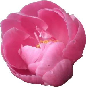 Vibrant Pink Peony Flower PNG Image