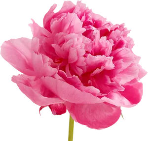 Vibrant Pink Peony Flower PNG Image