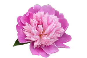 Vibrant Pink Peony Flower PNG Image