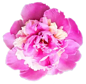 Vibrant Pink Peony Flower.png PNG Image