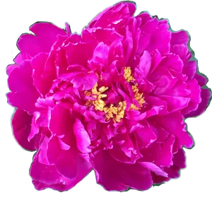 Vibrant Pink Peony Flower.png PNG Image