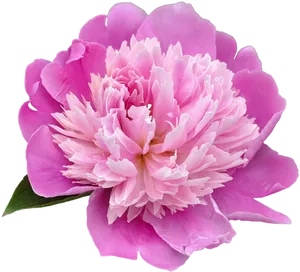 Vibrant Pink Peony Flower PNG Image