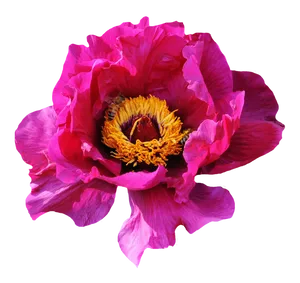 Vibrant Pink Peonywith Bee PNG Image