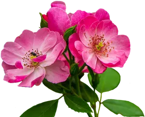 Vibrant Pink Rose Blooms PNG Image