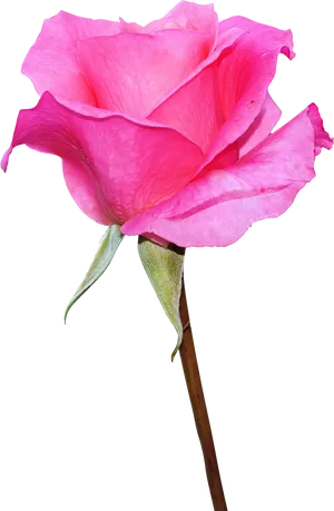 Vibrant_ Pink_ Rose_ Isolated.png PNG Image