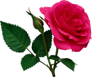 Vibrant Pink Roseon Black Background.jpg PNG Image